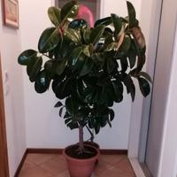 Pianta di Ficus