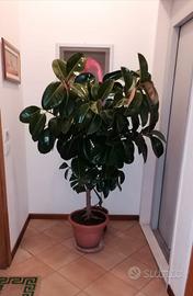 Pianta di Ficus