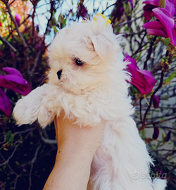 Maltese coreano con pedigree