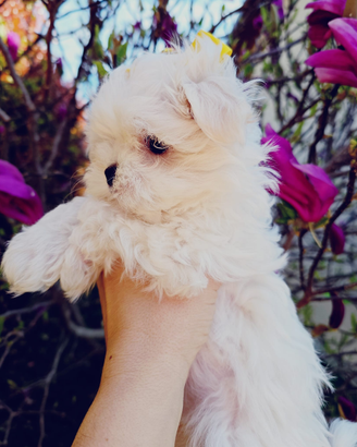Maltese coreano con pedigree