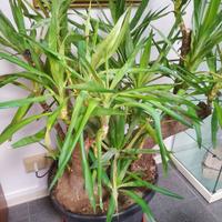 Pianta Yucca a ceppo