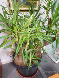 Pianta Yucca a ceppo