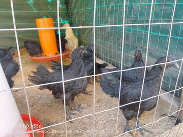 Ayam cemani