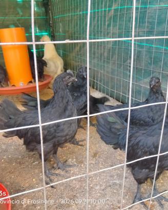 Ayam cemani