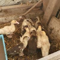 Anatroccoli muta di 1 mese