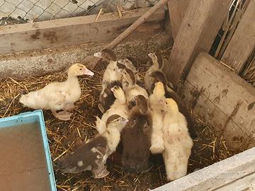 Anatroccoli muta di 1 mese