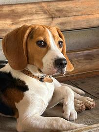 Beagle maschio