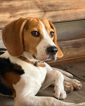 Beagle maschio