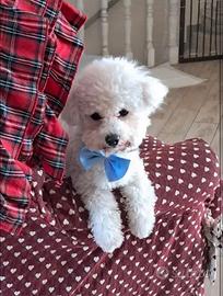 Bichon Frisè
