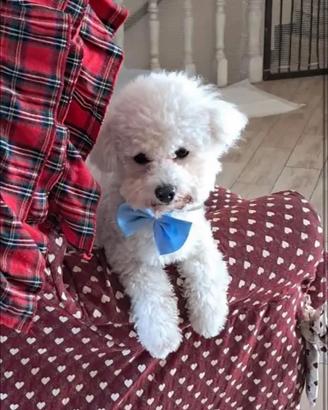 Bichon Frisè