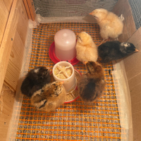 Pulcini di ovaiole da allevamento biologico