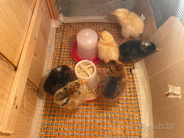 Pulcini di ovaiole da allevamento biologico