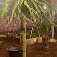 Cactus pitaya, talee adulte