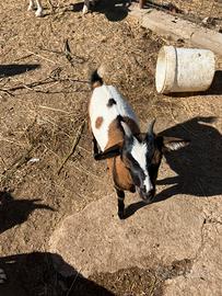 Coppia di tibetane