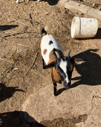 Coppia di tibetane
