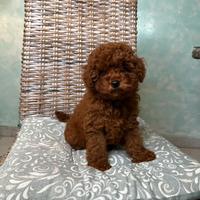 Cucciola Barboncino Mini Toy Red