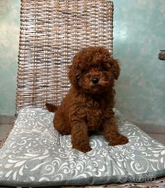 Cucciola Barboncino Mini Toy Red