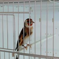 Cardellino