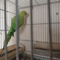 Cocorite