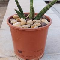 Piante grasse (sansevieria cilindrica)