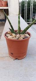 Piante grasse (sansevieria cilindrica)