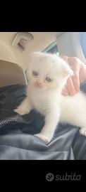 Scottish fold e straight