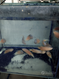 Enormi macropodus blu