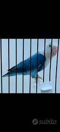 Inseparabile fischer opalino cobalto blu