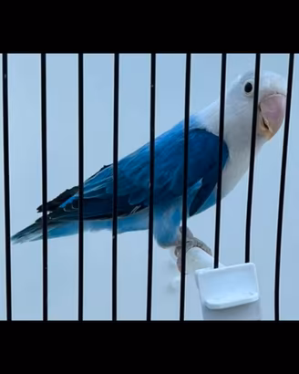 Inseparabile fischer opalino cobalto blu