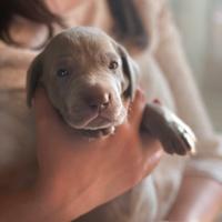Cuccioli di Weimaraner