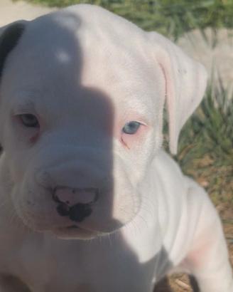 American bulldog - cuccioli disponibili