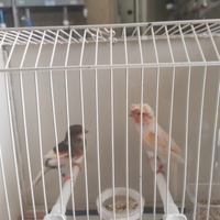 Canarini Arlecchini portoghesi