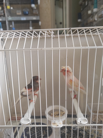 Canarini Arlecchini portoghesi