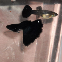 Guppy show