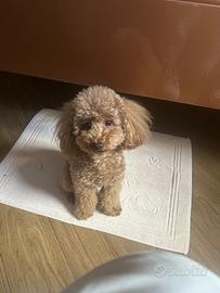 Barboncino disponibile per accoppiamento