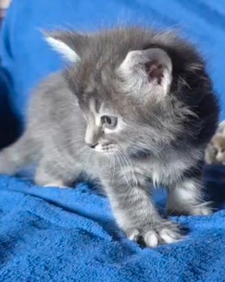 Cuccioli di maine coon