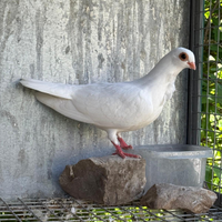 Piccioni razza Reggianino cravattato