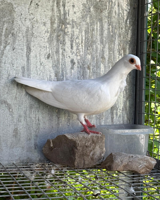 Piccioni razza Reggianino cravattato