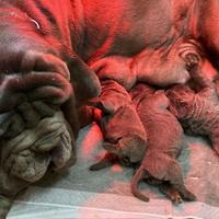 Mastino napoletano