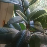 Pianta di ficus elastica h1,60 con vaso terracotta