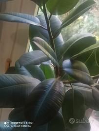 Pianta di ficus elastica h1,60 con vaso terracotta