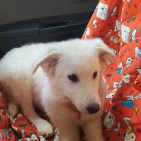 Cucciolo mix maremmano