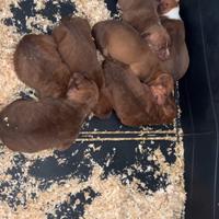 Cuccioli di pitbull disponibili