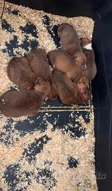 Cuccioli di pitbull disponibili