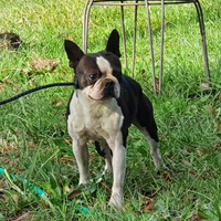 Boston Terrier maschio