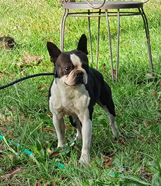 Boston Terrier maschio