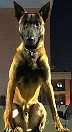 Pastore Belga Malinois cucciolo top da Drago