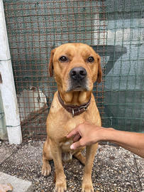 Cucciolone in adozione