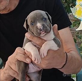 Cuccioli di Amstaff