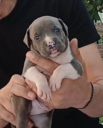 Cuccioli di Amstaff